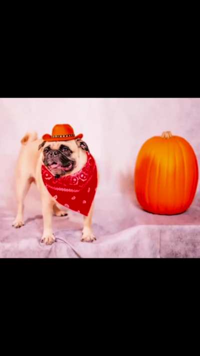 Heckin cute model boye struttin’ his floof and showin’ off his spoopy Howloween costumes