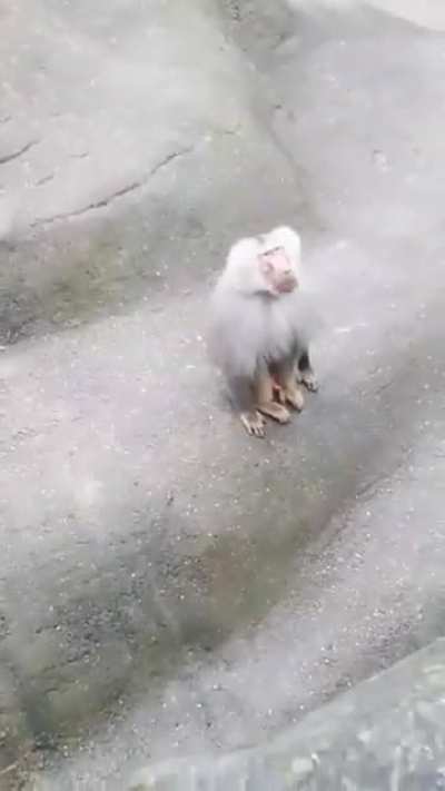 MONKE FLİP