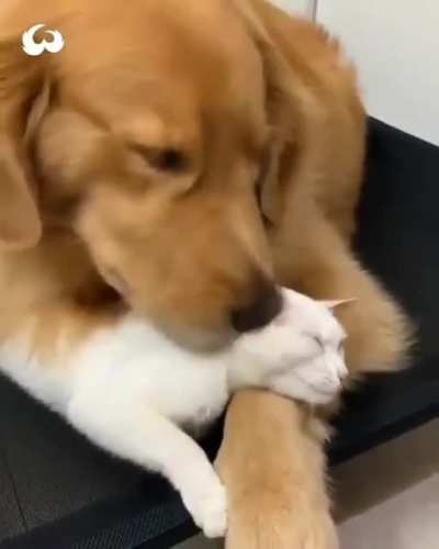 These best of pals.