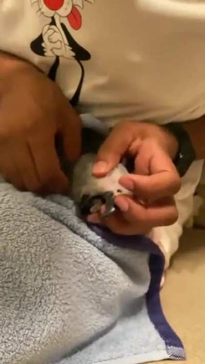 a parrot having a bad time