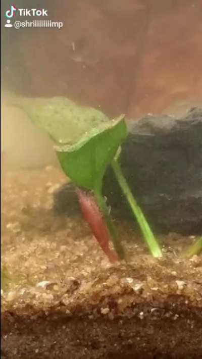 my shrimpie showing her dance moves