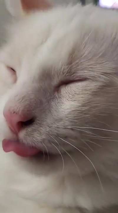 my weirdo Woodrow does this all the time