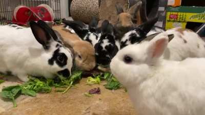 Rabbit mukbang