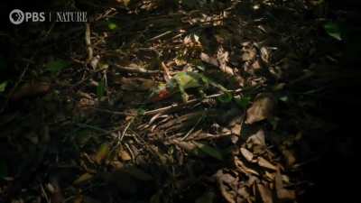 🔥 Female Chameleon Erupts with Color Before Death