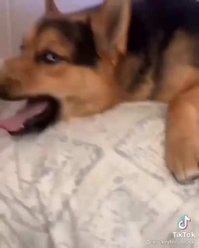 Beautiful mixed dog