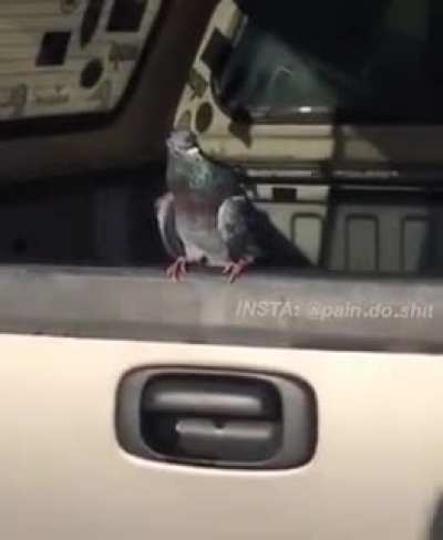 coitado do pombo