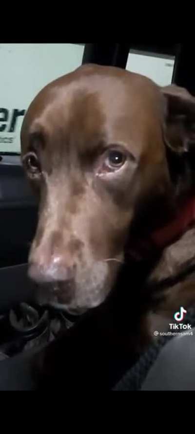 Wasn't your fault, puppy
