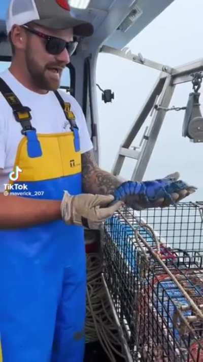 blue lobster