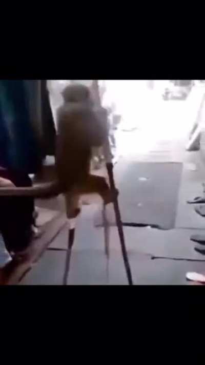 Day in the life of monkey