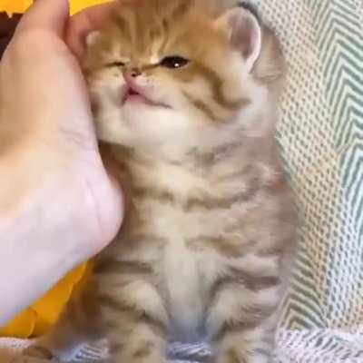 What a cutie !