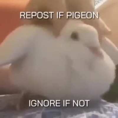 yes