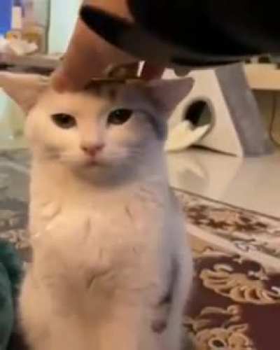Stuff on cats
