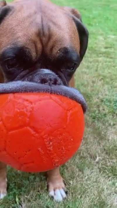 Derpy Boxer with a mouthful of ball