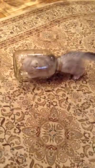 Cats are liquid