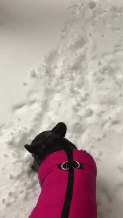 Dog nopes out of the snow with a perfect 180