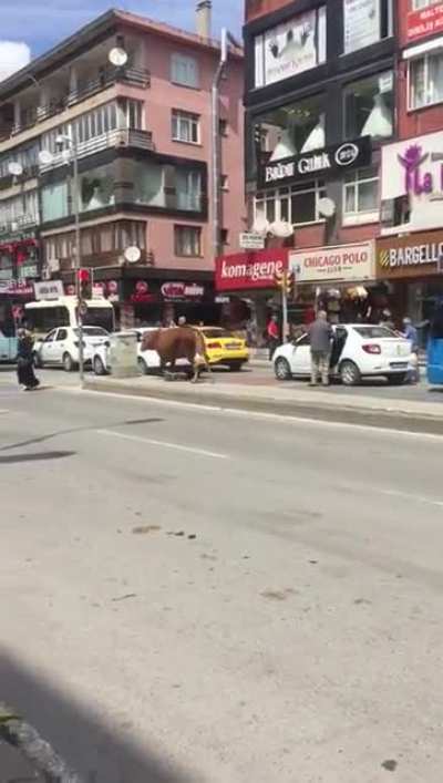 Cow