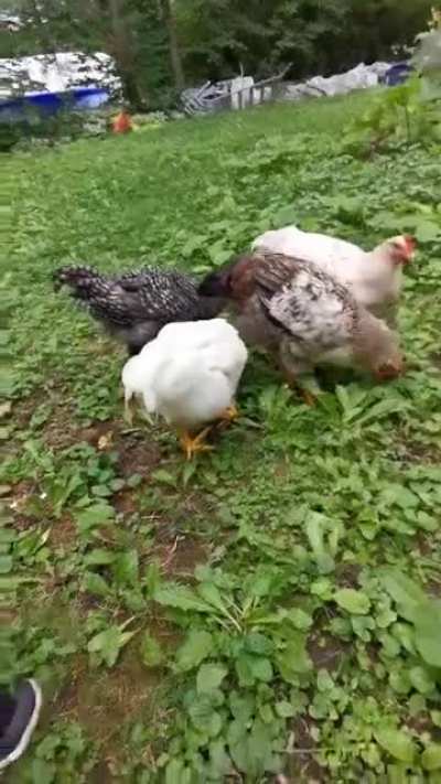 Unsuspecting chicken