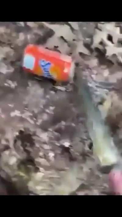 cake or soda you be the judge