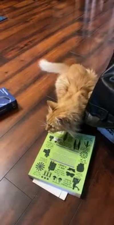 Ninja kitty