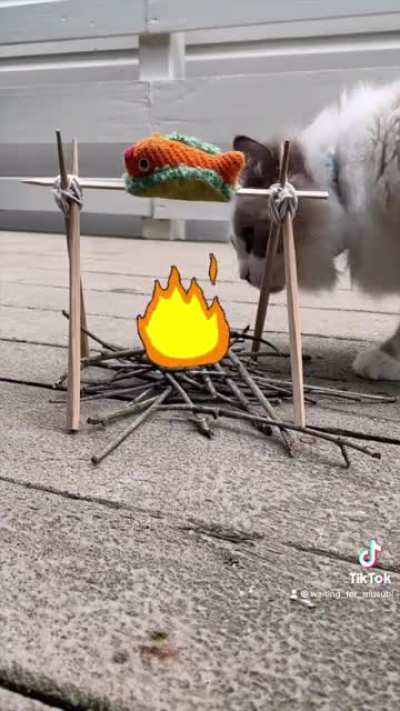 A cute kitty makes some fire-roasted fish tacos 🐟🌮
