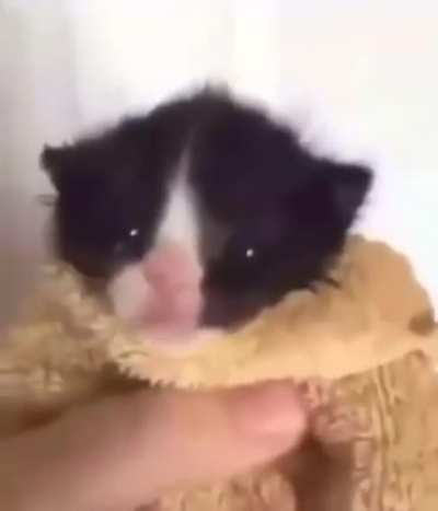 Cao ni ma de