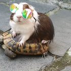Mr Turtle and Mr Pig