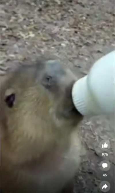Saluden a Carmelito, el nuevo rediturro.