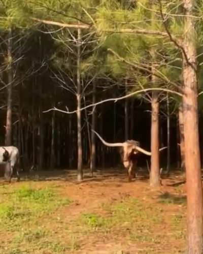 Giant horns