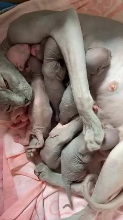 Reposting here for appreciation because no sphynx should be viewed as “terrifying.”