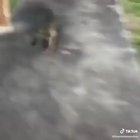Mr gator got no chill