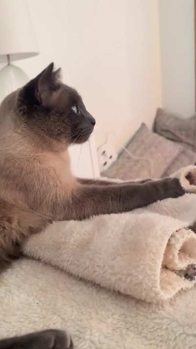 Regal kneading