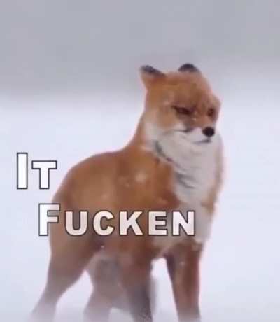 Wimdy_irl