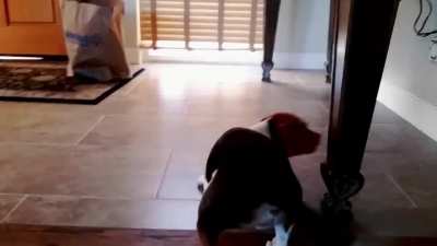 Beagle vs Walmart
