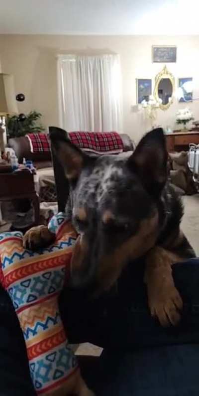 Her subtle way of letting me know she would like me to throw it again.