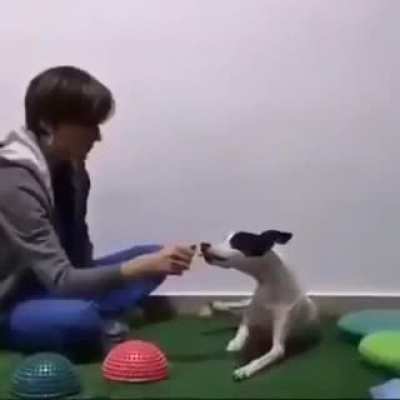 Disabled dog learns to walk again . Thanks to this vet .