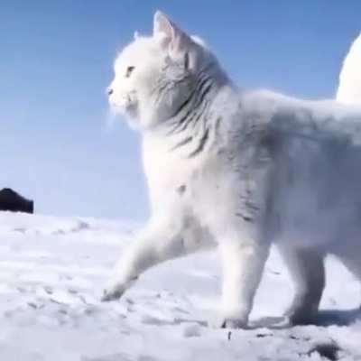 Snow beauty ❄️