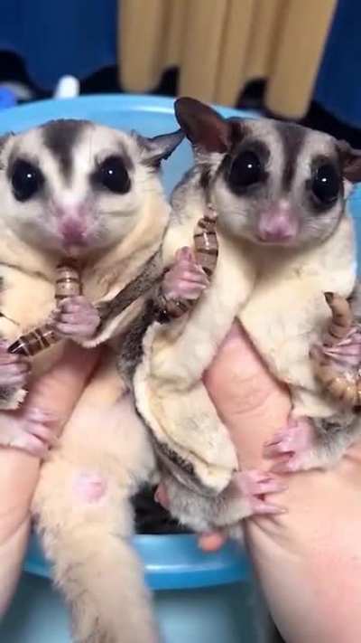 It’s lunchtime for these sugar gliders