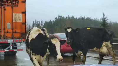 The morning cowmute just got weird.