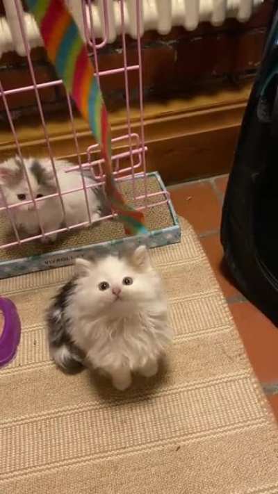 Smol floofy criminal, wanted for domestic incident - assaulted his own sister.