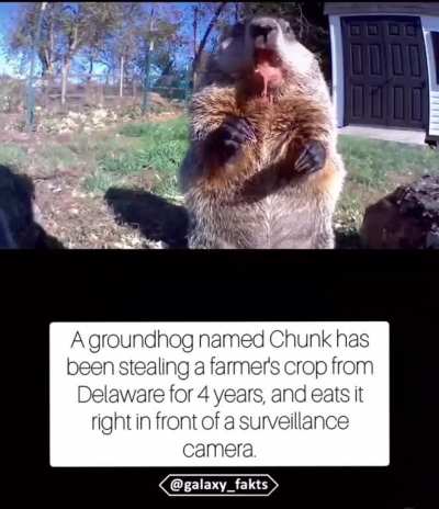 It’s Chuck’s world those farmers are just living in it. 