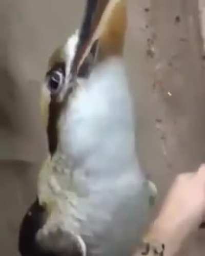 Such peaceful chirps