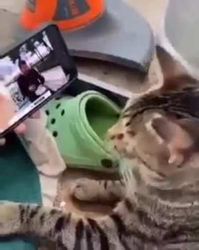 Cat vibing to 'Cat vibing to Ievan Polkka'