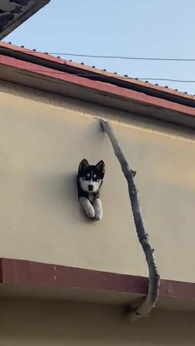 Surveillance system