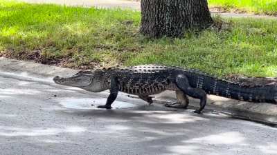 🔥 Absolutely awesome American alligator encounter in the neighborhood (Florida)!