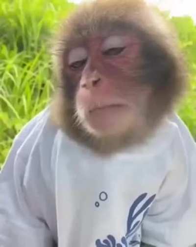 Funky monky sunday hit