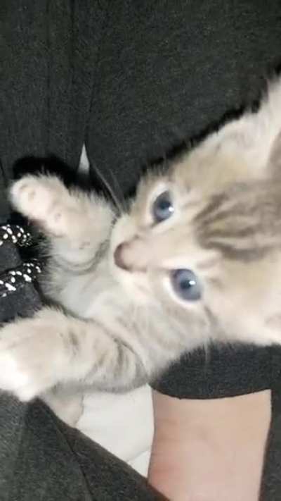 Uber cute warning - This is 'Prince'