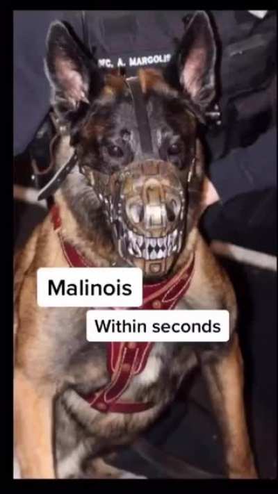 These Dogs Are Crazy