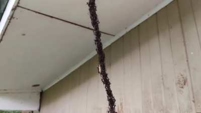 Army ants builds a bridge using themselves to invade a wasp honeycomb