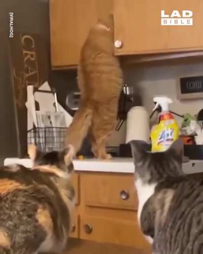 Holy Shit! He really got it...