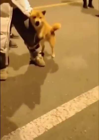 brave doggo